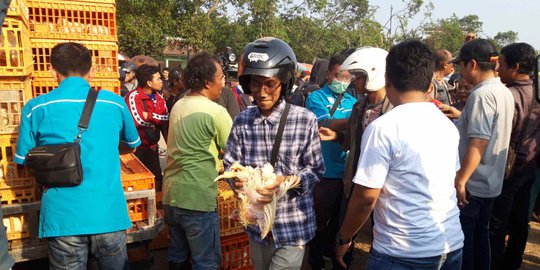 Peternak di Jateng Bagikan 36 Ribu Ayam Karena Kecewa Harga Jual Anjlok