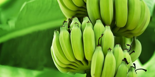 8 Manfaat Luar Biasa yang Bisa Diperoleh Tubuh dari Konsumsi Pisang Mentah