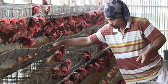 TPID Solo Akan Bantu Peternak Stabilkan Harga Ayam