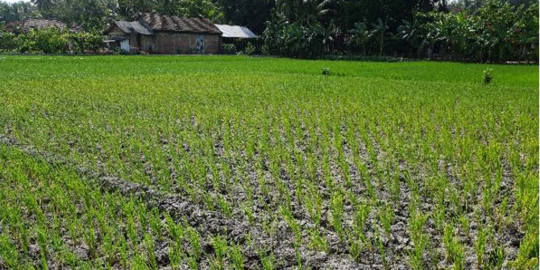 Kekeringan di Bekasi, Petani Terancam Gagal Panen Padi