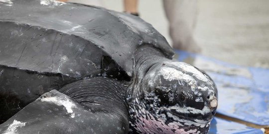 Tragis Hewan Purba Asli Indonesia Dijual Dengan Harga Selangit