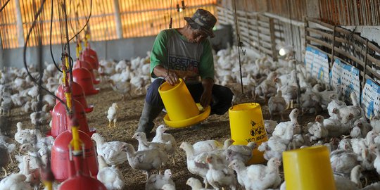 Investigasi Anjloknya Harga Daging Ayam, Satgas Pangan Cek 3 Daerah