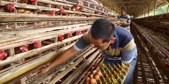 Bantu Pemulihan Harga, Kemendag Minta Kementerian Lain Serap Daging Ayam