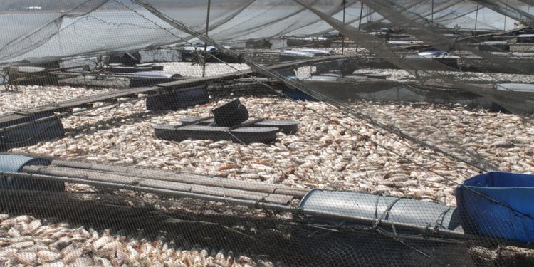 Hasil gambar untuk Puluhan Ton Ikan Karamba di Waduk Kedung Ombo Mendadak Mati