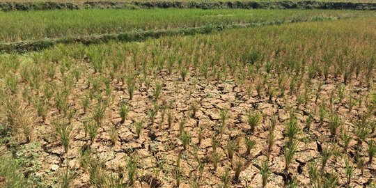 1.007 Hektare Sawah di Cianjur Terancam Gagal Panen Akibat Kekeringan