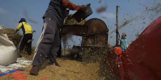 Cuaca Tak Menentu, Panen Padi Tak Puaskan Petani