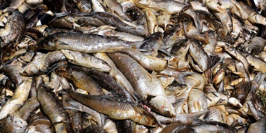 Cuaca Panas Sebabkan Berton-ton Ikan Mati di Prancis