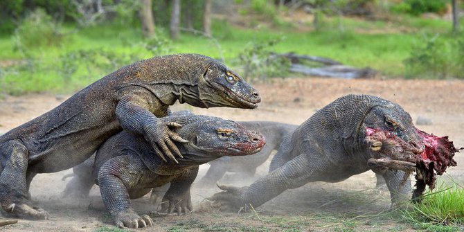 Musim Kawin, Komodo Cari Jodoh Bikin Geger Warga Manggarai NTT
