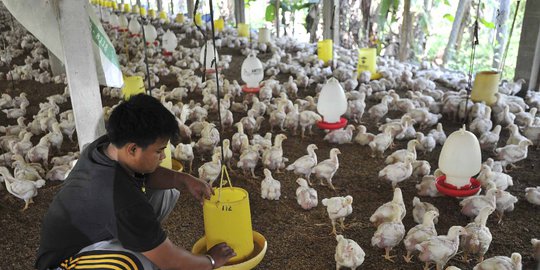 Pinsar Optimis Harga Ayam Kembali Stabil Sesuai Referensi Kemendag