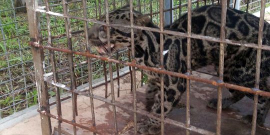 Polri Pastikan Viral Macan Dahan Dikuliti Terjadi di Serawak Malaysia