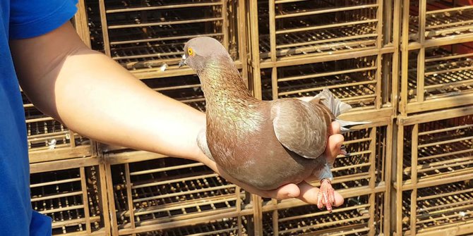 Cerita Warga Depok Beli Burung Merpati Seharga Rp1 Miliar