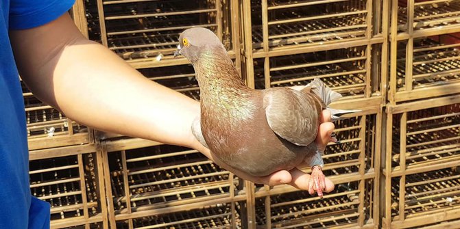 Robby Sempat Ditentang Istri Beli Burung Merpati Jayabaya Seharga Rp1 Miliar
