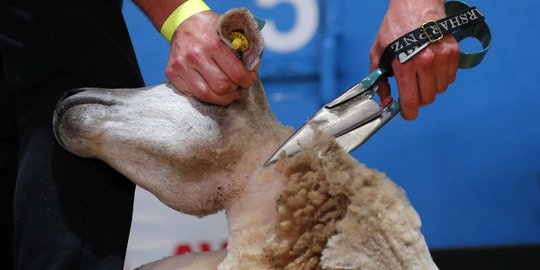 Melihat Kejuaraan Dunia Mencukur Bulu Domba