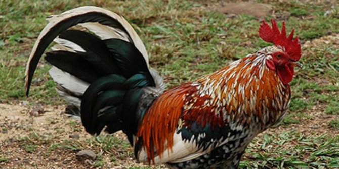 Ayam Jantan di Prancis Dibawa ke Pengadilan karena Berkokok Terlalu Keras