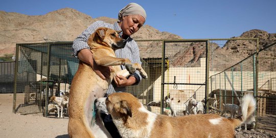 Kisah Penyelamat Anjing Jalanan di Yordania