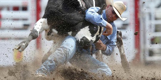 Perjuangan Koboi Gelut dengan Banteng di Calgary Stampede