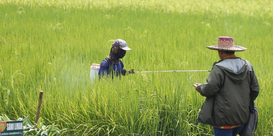 Jurus Kementan Bikin Sawah Tetap Berproduksi Saat Kemarau Ekstrem