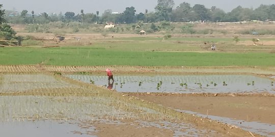 Situ Kamojing Mengering, Disulap Jadi Lahan Pertanian