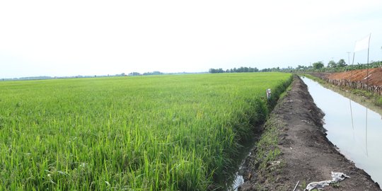 Ada Asuransi, Petani Tak Perlu Khawatir Hadapi Kemarau Ekstrem