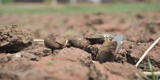 Kemarau Ekstrem Datang, Kementan Ingatkan Bahaya Kemunculan Mafia Air