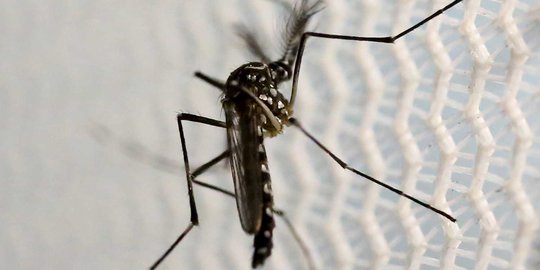 Diduga Terserang Chikungunya, Puluhan Warga Bogor Mendadak Lumpuh
