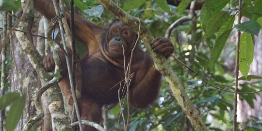 Kembali ke Habitat, 6 Orangutan Dilepasliarkan di Hutan Kehje Sewen Kutai Timur