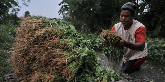 Geliat Petani Sayuran di Ibu Kota Melawan Kemarau
