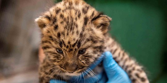 Lucunya Bayi Macan Tutul di Kebun Binatang Denmark