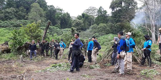 BNN Musnahkan Ladang Ganja Seluas 1 Hektare di Lereng Gunung Selawa Aceh