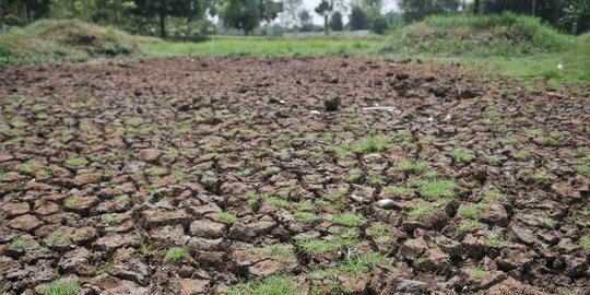 Ribuan Hektare Sawah di Kota Jambi & Batanghari Terancam Kekeringan