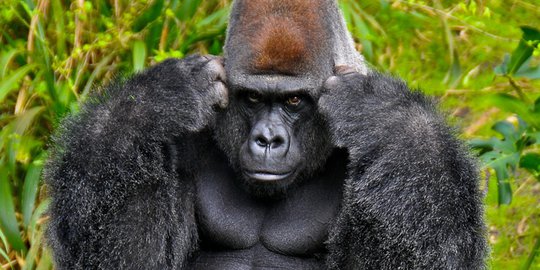 Polisi SWAT Dikerahkan untuk Tangkap Gorila Kabur dari Kebun Binatang