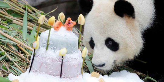 Kelucuan Tingkah Panda Saat Rayakan Ulang Tahun