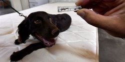 Binatang Peliharaan Nova Anjing Pemburu Kutu Busuk Di Prancis