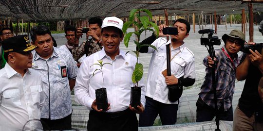 Mau Rempah Indonesia Kembali Berjaya di Dunia, 500 Juta Benih Unggul Ditebar