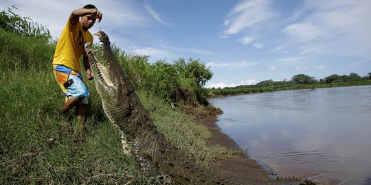 Nekat, Pria Ini Hobi Beri Makan Buaya Liar dari Dekat