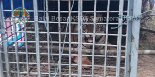 Masih Ada 5 Harimau di Hutan Sosopan, Warga Diimbau Tidak Picu Konflik