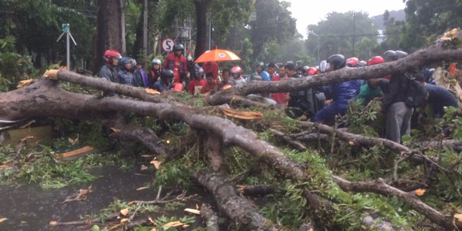 Pohon Tumbang di  Medan  Timpa Pengendara Sepeda  Motor  