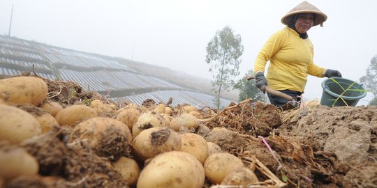 Kemarau Dingin di Dieng, Harga Kentang Granola Melonjak