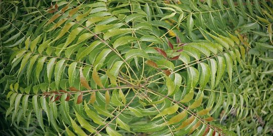 4 bahan rumahan sederhana yang bisa digunakan untuk mengobati kutu air