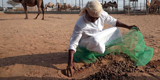 Kotoran Unta Jadi Bahan Bakar Produksi Semen di UEA