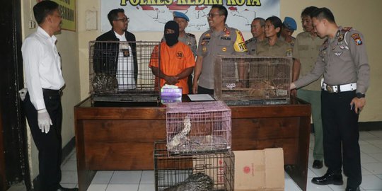 Jual Elang Alap Jambul, Susanto Diamankan Polisi