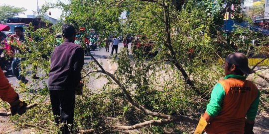 Batita Tewas Tertimpa Pohon, Pemkot Solo Pangkas Puluhan Ranting Pohon
