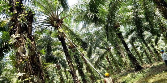 Raup Cuan dari Sampah Kelapa Sawit