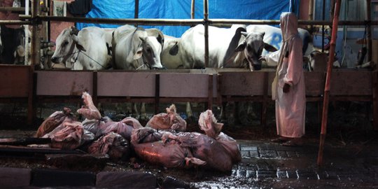 Pemprov DKI Imbau Panitia Kurban Tak Gunakan Plastik Untuk Bungkus Daging