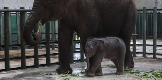 Gajah Suci Lahirkan Bayi Betina di Konservasi Aceh