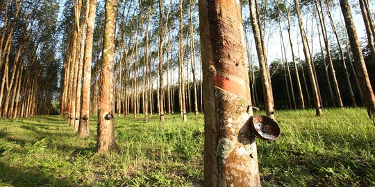 Produksi Karet Indonesia Terancam Penyakit Tanaman Asal Malaysia