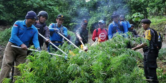 BNN Babat 40.000 Batang Ganja di Ladang Aceh