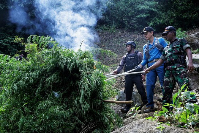 bnn kembali musnahkan ladang ganja di aceh