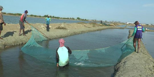 7800 Ikan Air Laut Karawang HD