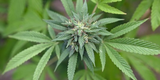 BNN Tegaskan Indonesia Tak Mungkin Legalkan Ganja untuk Medis